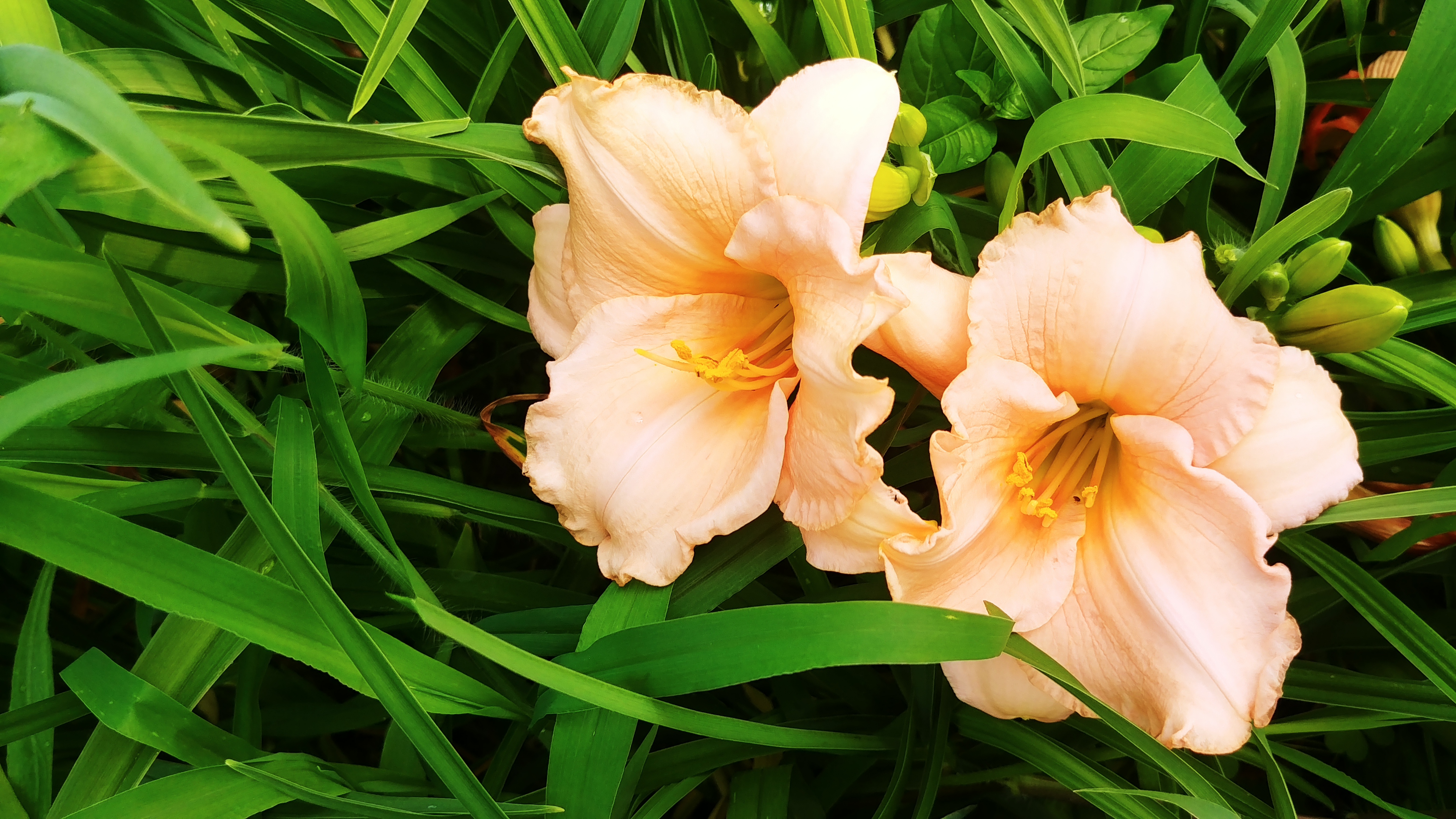 Hemerocallis 'On and On'